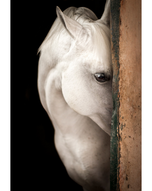 Horse Painting - Brown, Black, and White by Raphael Macek